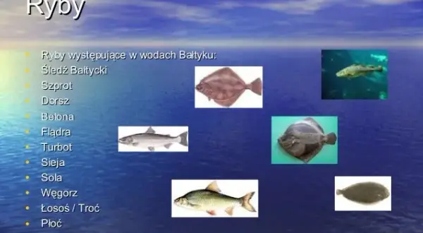 Jakie ryby nad Bałtykiem warto spróbować? Odkryj smaki regionu