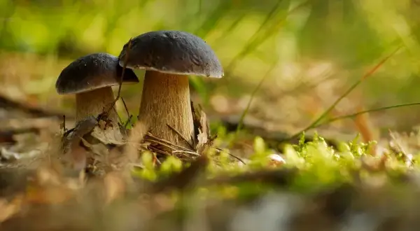 Dlaczego w lesie nie ma grzybów? Odkryj zaskakujące przyczyny