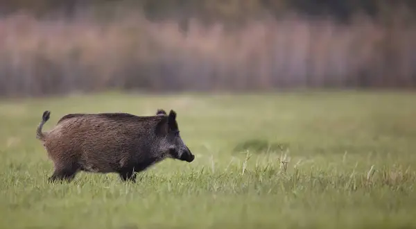 Jak szybko biega dzik? Zaskakujące fakty o prędkości dzików