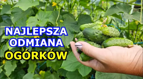 Jakie ogórki do siania - wybierz najlepsze odmiany do uprawy