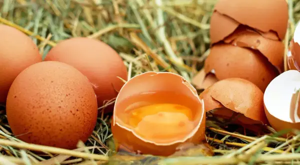 Jakie kury znoszą jajka bez cholesterolu? Odkryj zdrowe rasy kur