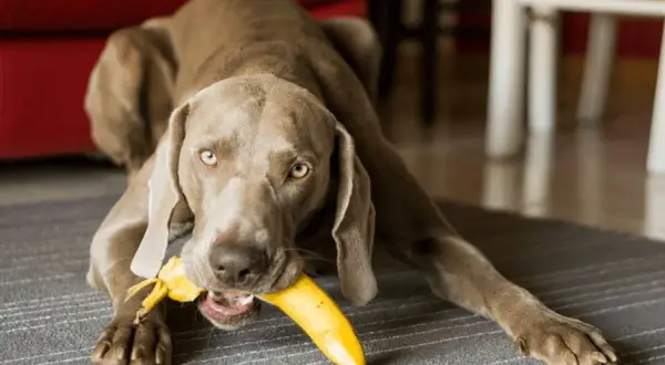 Czy szczeniak może jeść banana? Bezpieczne owoce dla psa i ich zagrożenia