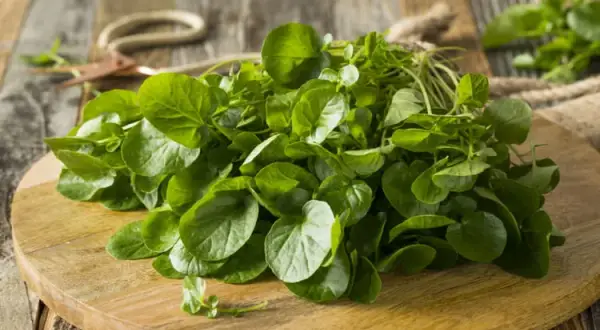 Recettes de salade de cresson : des idées fraîches et savoureuses