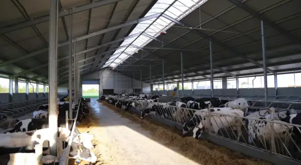 Ile kosztuje budowa obory na 30 sztuk bydła? Rzeczywiste wydatki i dofinansowanie.