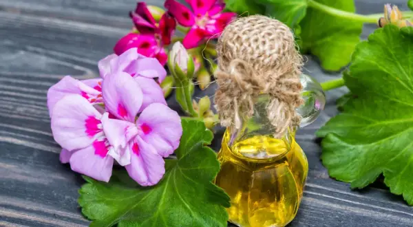 Jak zrobić olejek z geranium w domu - proste metody i porady