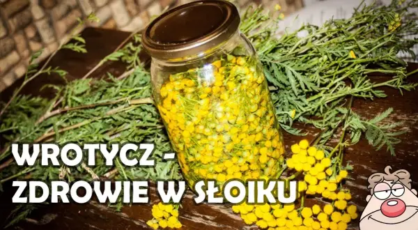 Jak zrobić nalewkę z wrotyczu - prosta receptura na zdrowie