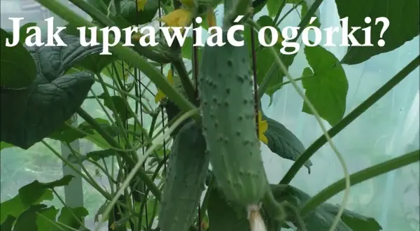 Jak uprawiać ogórki w szklarni - unikaj najczęstszych błędów