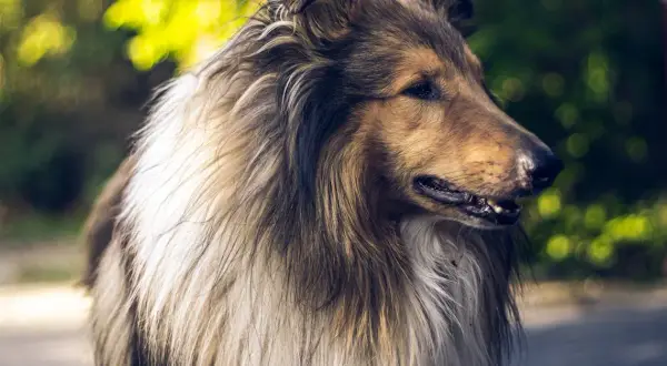 Pies Lassie: Dlaczego ta historia wciąż porusza widzów?