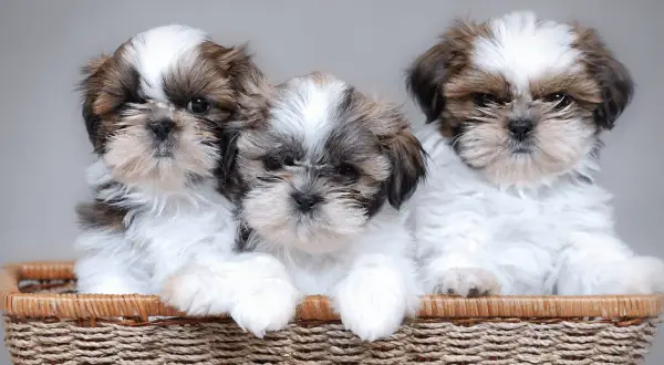 Ile kosztuje szczeniak shih tzu? Ceny, które zaskoczą przyszłych właścicieli
