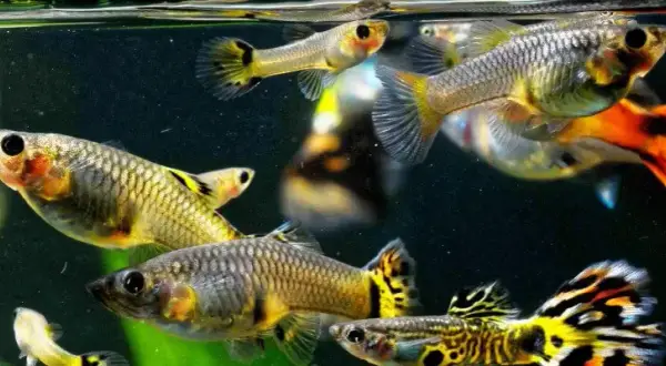 Jak długo trwa ciąża gupika? Kluczowe informacje o rozmnażaniu