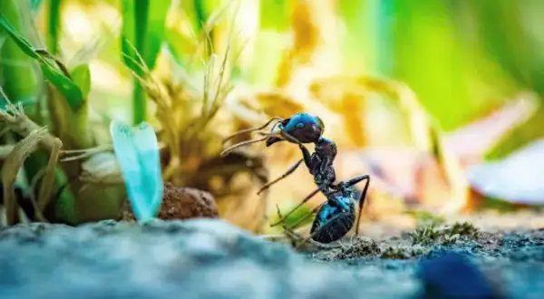 Skuteczne naturalne sposoby na mrówki w ogrodzie - 8 sprawdzonych metod