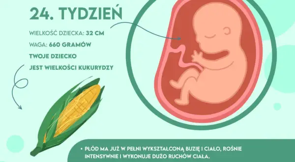 24 tydzień ciąży: jak wygląda dziecko i co się zmienia w rozwoju