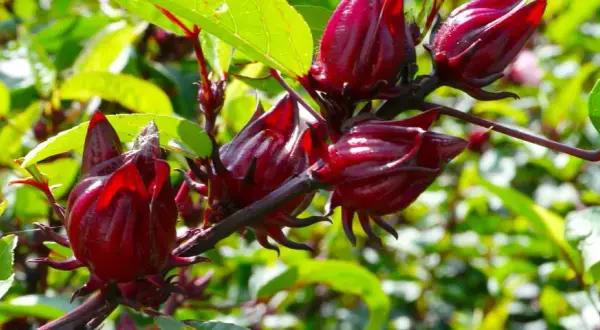 Czy hibiskus ogrodowy nadaje się na herbatę? Właściwości i przepisy na napar