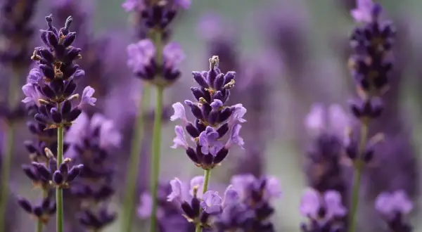 Plantas que ahuyentan los mosquitos: el secreto para disfrutar al aire libre