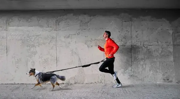 Cinturón para correr con perro: la solución para disfrutar sin molestias