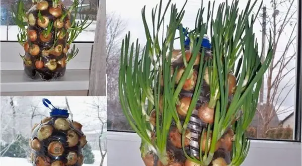 Poznaj kreatywne sposoby na wykorzystanie butelek plastikowych w ogrodzie