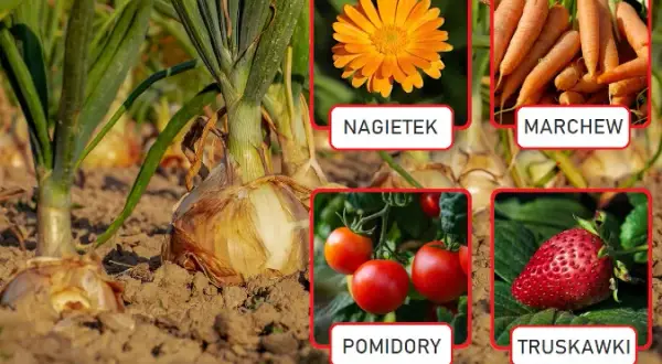 Co siać koło cebuli? Odkryj najlepsze rośliny towarzyszące