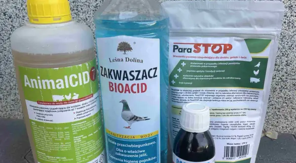 Kiedy odrobaczać gołębie: Skuteczne terminy i częstotliwość zabiegów