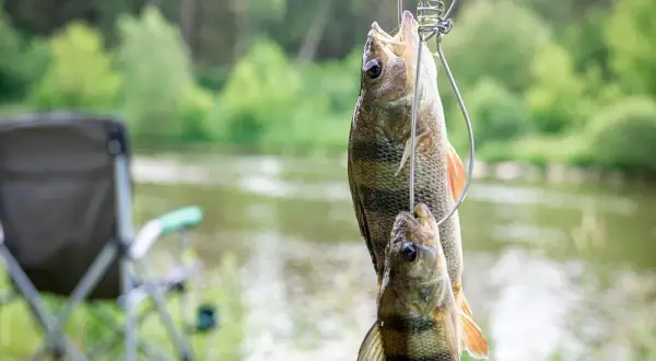 Jaka wędka na okonia? Oto najlepsze wybory dla skutecznego łowienia