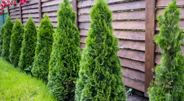Jakie tuje na żywopłot forum: najlepsze odmiany i porady ekspertów