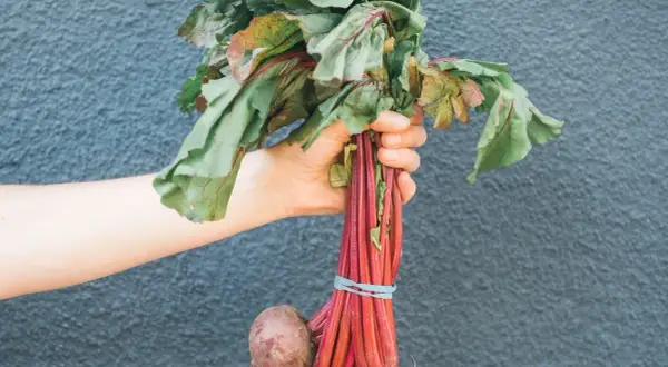 Qué se planta en septiembre: las mejores hortalizas para tu huerto