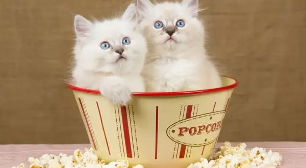 Czy koty mogą jeść popcorn? Dowiedz się, co jest niebezpieczne dla kota