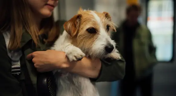 Ile powinien jeść szczeniak jack russell terrier? Klucz do zdrowego wzrostu!
