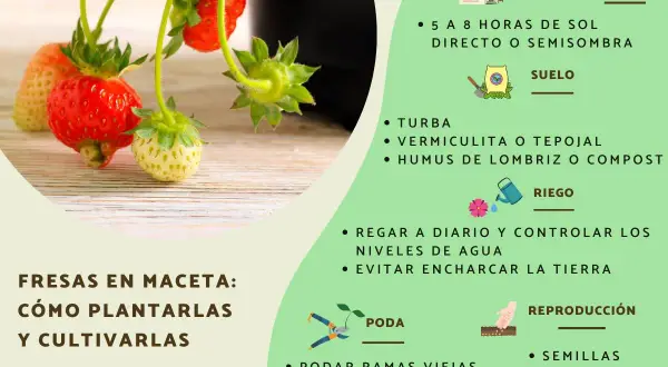 Cuando plantar fresas en maceta para asegurar su crecimiento exitoso