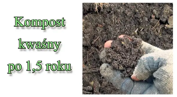 Jak zrobić kwaśny kompost, aby rośliny kwasolubne były zdrowe i silne