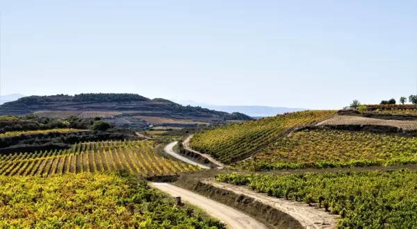 Charakterystyka regionu winiarskiego Rioja