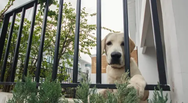 Petsitter jak znaleźć najlepszego opiekuna dla swojego pupila