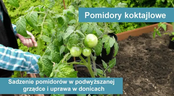 Jak uprawiać pomidory koktajlowe i uniknąć najczęstszych błędów