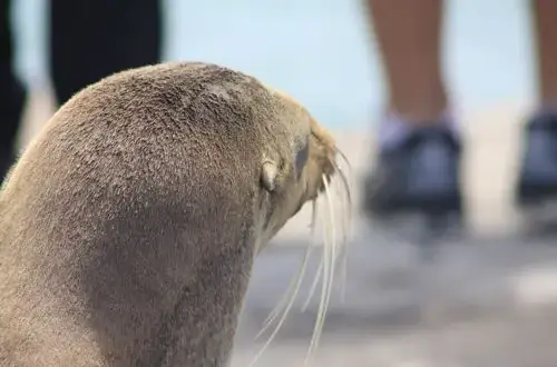 Do kogo należą wyspy Galapagos? Odkryj ich prawdziwe właściciela