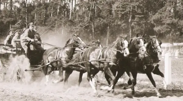 Stadnina ogierów Łąck - historia, tradycja i aktualne wydarzenia