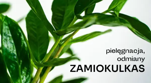 Czy zamiokulkas może stać w sypialni? Oto co musisz wiedzieć