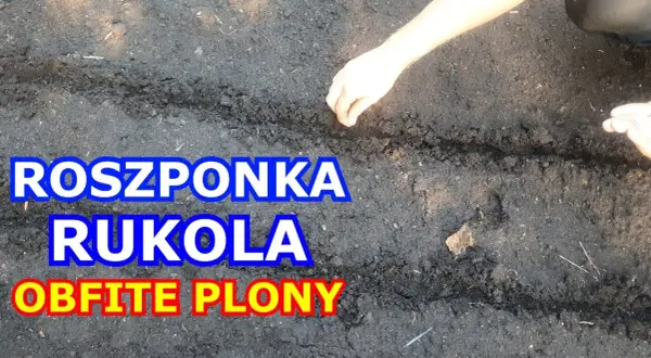 Jak siać rukolę: proste kroki do udanej uprawy w ogrodzie
