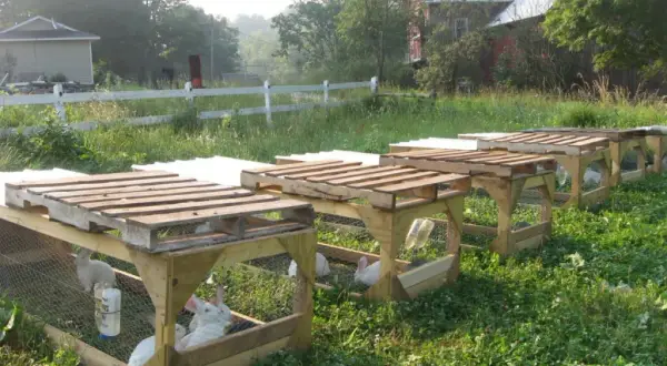 Jak zbudować klatkę dla zwierząt: 5 prostych kroków i wskazówki