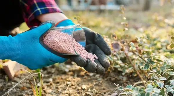 Ile nawozu Yara Mila na trawnik? Odkryj idealne dawkowanie dla zdrowej trawy
