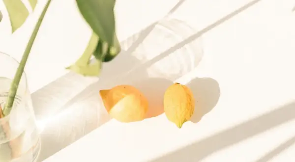 Cuándo se planta un limonero: evita errores comunes y crece sano