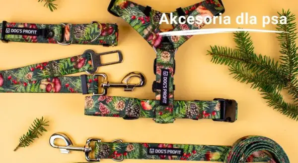 Najlepsza obroża dla buldoga francuskiego - komfort i bezpieczeństwo