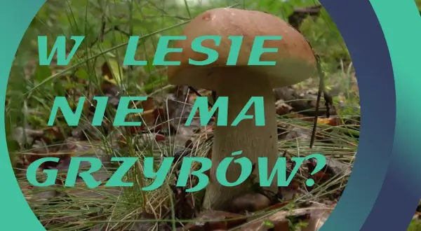 Dlaczego nie ma grzybów w lesie? Odkryj przyczyny i porady
