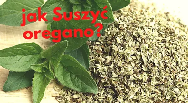 Jak suszyć oregano w domu - proste metody na zachowanie smaku