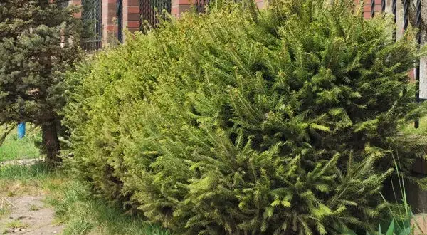 Jaki świerk na żywopłot? Odkryj najlepsze odmiany dla Twojego ogrodu