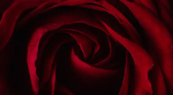 Wiersz dla pary młodej: Jak wzruszyć nowożeńców poezją?