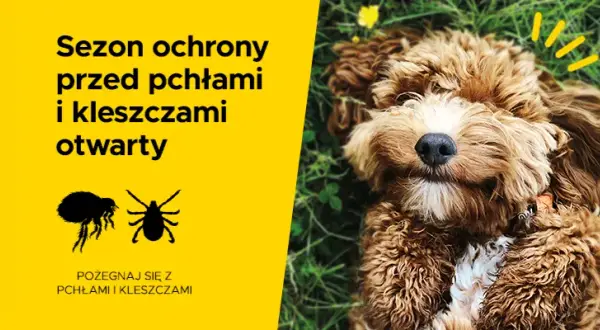 Jak działa tabletka na kleszcze dla psa i co musisz wiedzieć