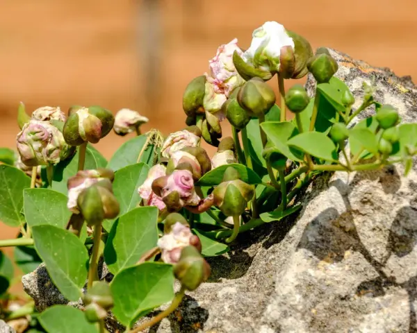 Pianta capperi con boccioli verdi e fiori bianchi che spuntano da una roccia.