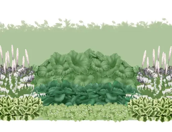 En illustration av en trädgårdsdesign med gamla trädgårdsväxter som astilbe, funkia och löjtnantshjärta. En siluett av en person visar skalan.