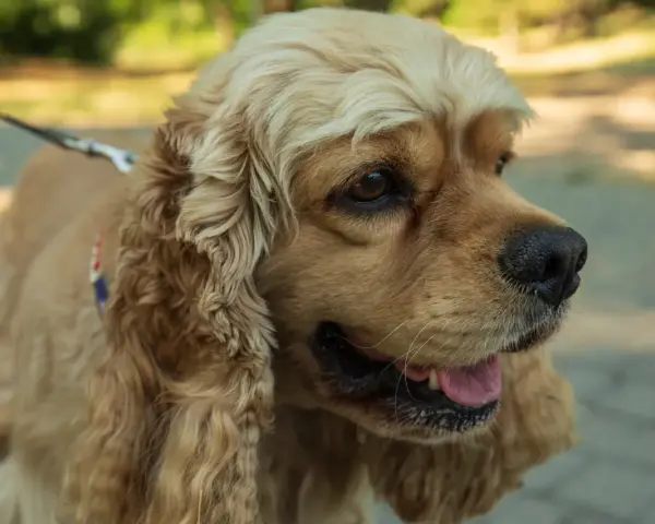 Uroczy cocker spaniel na spacerze. Zastanawiasz się nad cocker spaniel cena? Ten piesek jest wart każdej ceny!