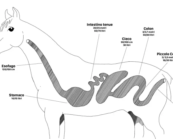 Diagramma del sistema digestivo equino: quanti stomaci ha il cavallo? Uno solo, lo stomaco, con capacità 10-15 litri.