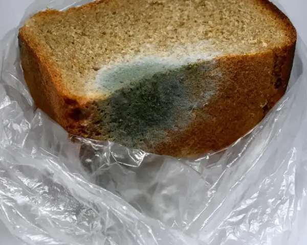 Kawałek chleba w plastikowej torbie pokryty zielono-niebieskim nalotem pleśni. Biały nalot na chlebie świadczy o jego zepsuciu.